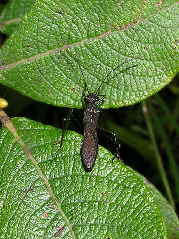 Megalotomus junceus (Heteroptera, Alydidae): nuovo per NM!!!